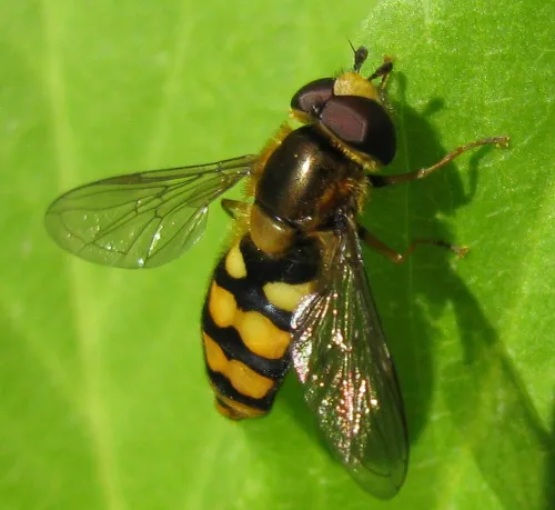 Eupeodes latifasciatus - photo 3