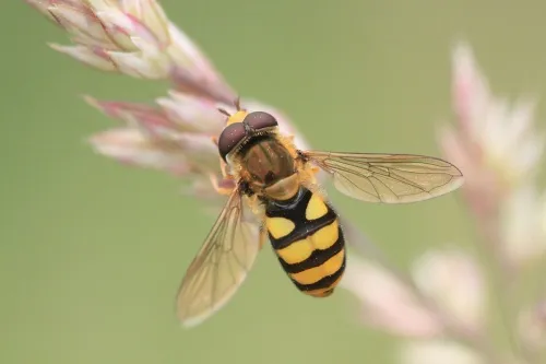 Eupeodes latifasciatus - photo 4