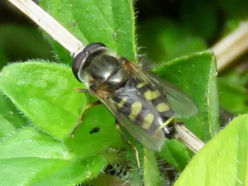Eupeodes lundbecki