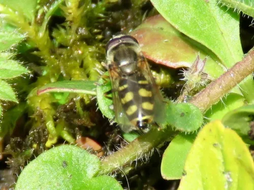 Eupeodes lundbecki - photo 2