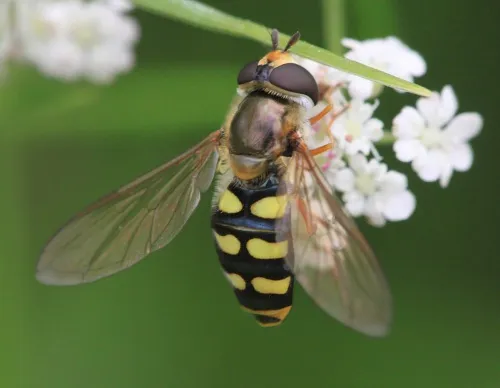 Eupeodes luniger