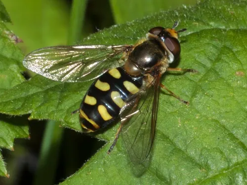 Eupeodes luniger - photo 2