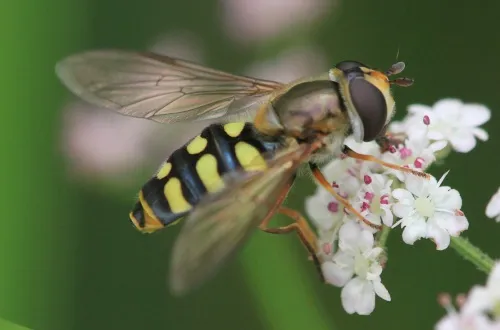 Eupeodes luniger - photo 3