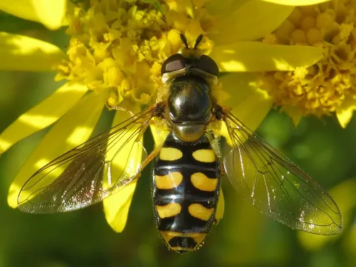 Eupeodes luniger - photo 4