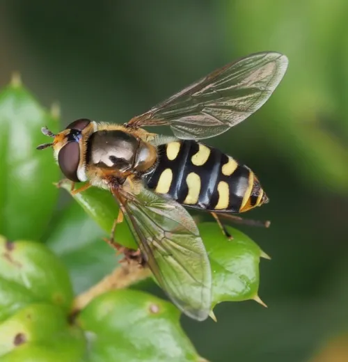 Eupeodes luniger - photo 5