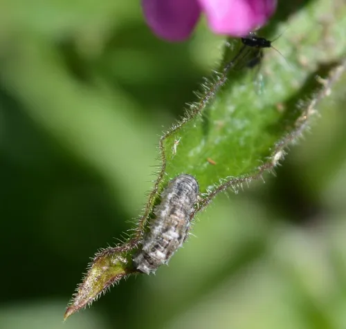 Eupeodes luniger - photo 6