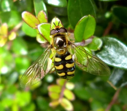 Eupeodes luniger - photo 7