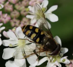 Eupeodes luniger - photo 8