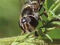 Eupeodes perplexus - photo 5