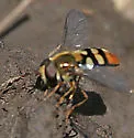 Eupeodes snowi - photo 3