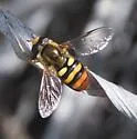 Eupeodes snowi - photo 4