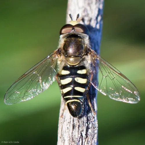 Bird Hover Fly - photo 2