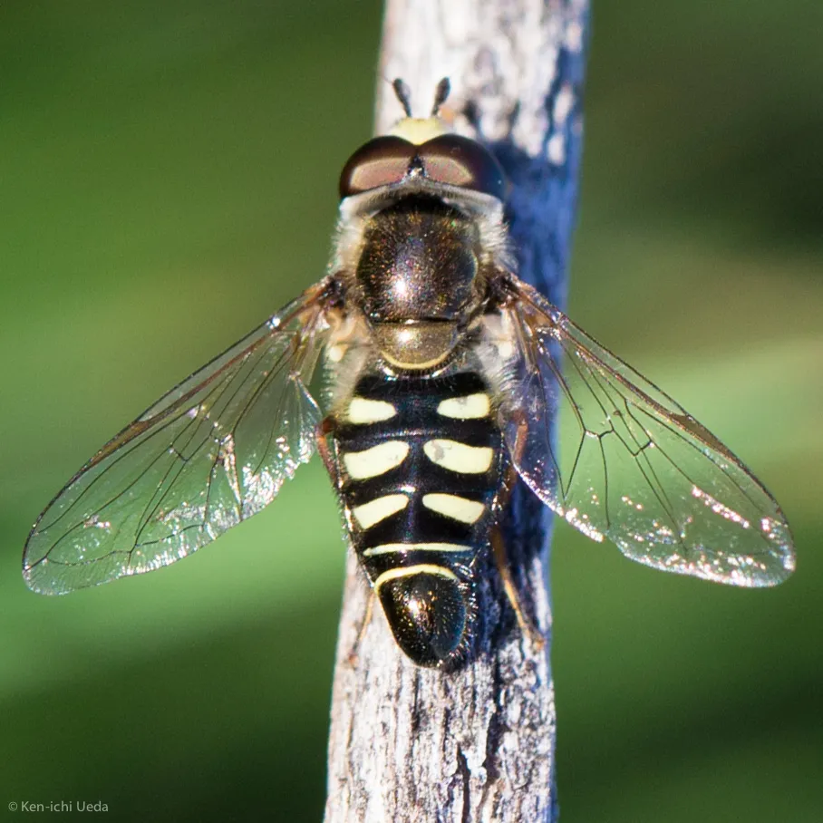 Bird Hover Fly - photo 3