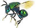 Euperilampus krombeini