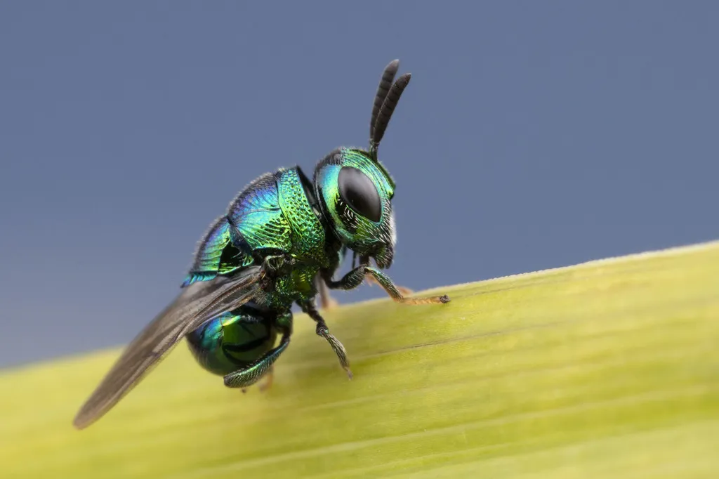 Euperilampus triangularis - photo 2