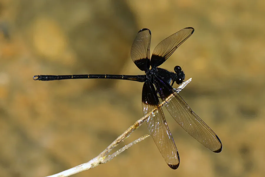 Gossamerwings and allies - photo 3