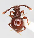 Euphalepsus unplaced