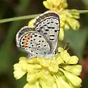 Ancilla Blue - Hodges#4367.4