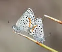 Ancilla Blue - Hodges#4367.4 - photo 2
