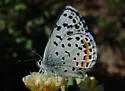 Ancilla Blue - Hodges#4367.4 - photo 3