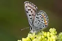Ancilla Blue - Hodges#4367.4 - photo 4