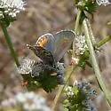 Square-spotted Blue - Hodges#4366