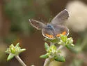 Square-spotted Blue - Hodges#4366 - photo 2