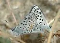 Bernardino Blue - Hodges#4366.3