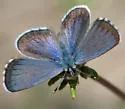Bernardino Blue - Hodges#4366.3 - photo 2