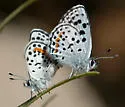 Bernardino Blue - Hodges#4366.3 - photo 3