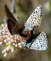 Bernardino Blue - Hodges#4366.3 - photo 4