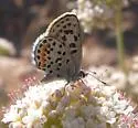 Bernardino Blue - Hodges#4366.3 - photo 5