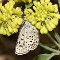 Central Blue - Hodges#4366.2