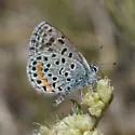 Central Blue - Hodges#4366.2 - photo 2