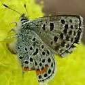 Central Blue - Hodges#4366.2 - photo 3