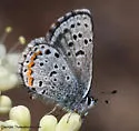 Central Blue - Hodges#4366.2 - photo 4