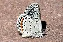Central Blue - Hodges#4366.2 - photo 5