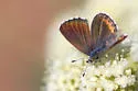 Columbian Blue - Hodges#4367.3