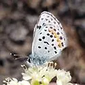Columbian Blue - Hodges#4367.3 - photo 2