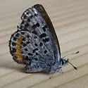 Columbian Blue - Hodges#4367.3 - photo 3