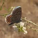 Columbian Blue - Hodges#4367.3 - photo 4
