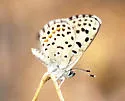 Dotted Blue - Hodges#4367