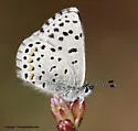 Dotted Blue - Hodges#4367 - photo 3