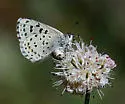 Dotted Blue - Hodges#4367 - photo 4