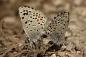 Dotted Blue - Hodges#4367 - photo 5