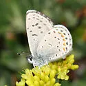 Glaucon Blue - Hodges#4366.1