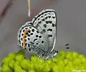 Glaucon Blue - Hodges#4366.1 - photo 2