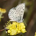 Glaucon Blue - Hodges#4366.1 - photo 3