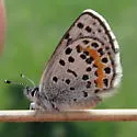 Glaucon Blue - Hodges#4366.1 - photo 4
