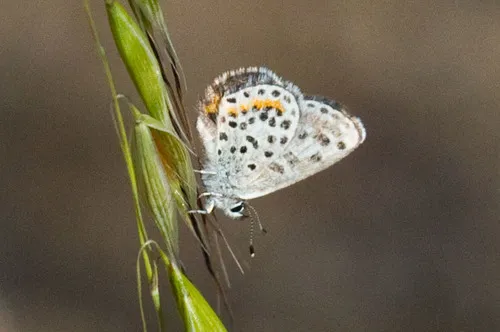 Mojave Dotted Blue - Hodges#4367.1